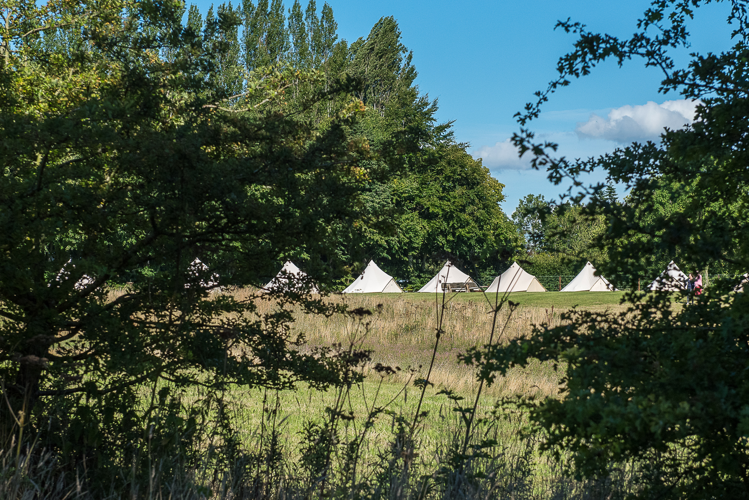 A row of bell tents glimpsed through the trees across a meadow