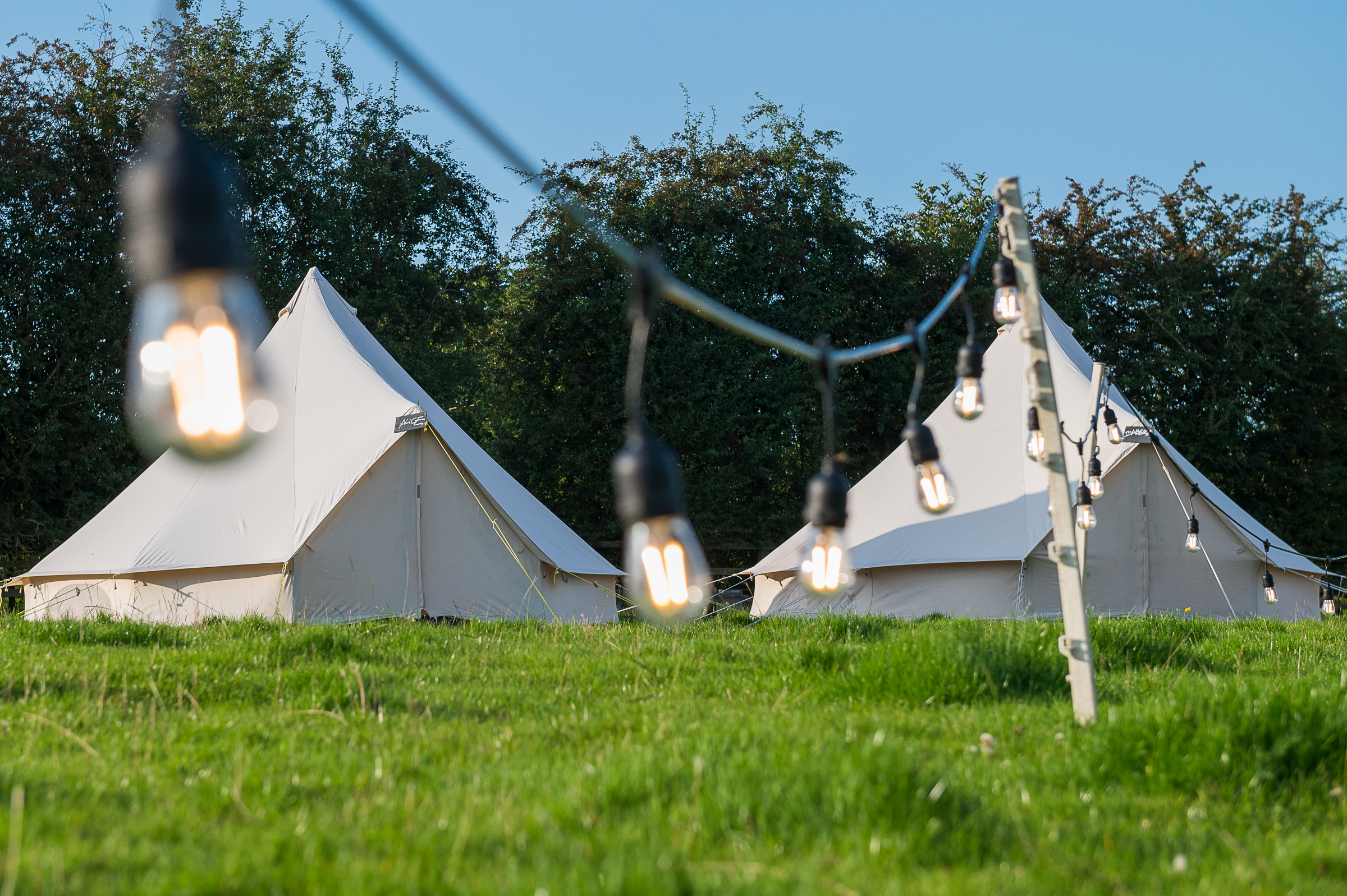Warm festoon bulbs glowing in front of a line of bell tents at dusk