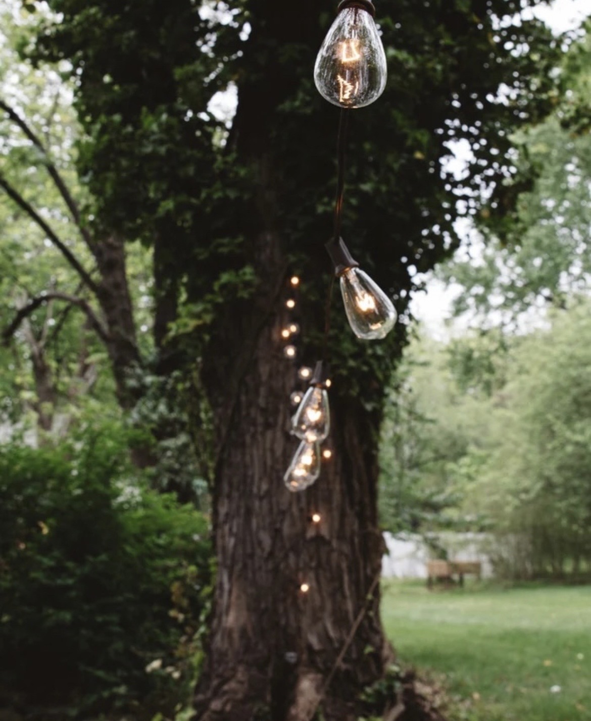 Festoon lights glowing warm at dusk