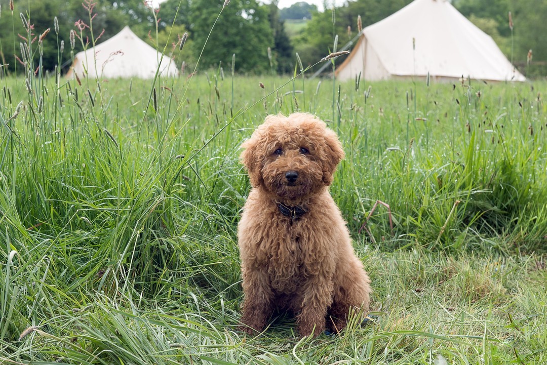 Bell tent wedding creating festival atmosphere